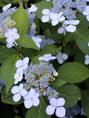 Örhängen hortensia blommor Sterling silver